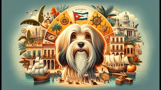 History of the Havanese Dog Breed [upl. by Henderson]