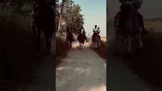 🤙🏼❤️‍🔥❤️‍🔥…horselover horseriding trending viralvideo [upl. by Atterg]