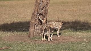 Fast Five  Famous Cheetahs in the Masai Mara [upl. by Mallen]