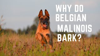 Belgian Malinois barking Why Do Belgian Malinois Bark a lot [upl. by Bonilla]