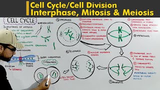 Cell Cycle or Cell division complete lecture Interphase Mitosis and Meiosis [upl. by Anagrom]