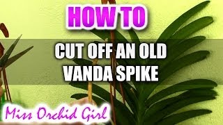 How to cut off an old flower spike on a Vanda Orchid [upl. by Teresita331]