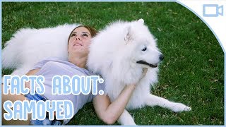 Facts About Samoyeds [upl. by Glavin]