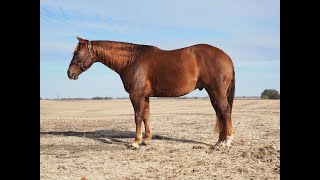 2019 AQHA Gelding Ranch Versatility [upl. by Gwen766]