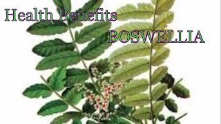 Health Benefits of Boswellia  What Is Boswellia Used For [upl. by Podvin]