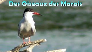 OISEAUX des MARAIS 43 espèces ici [upl. by Tnomed272]