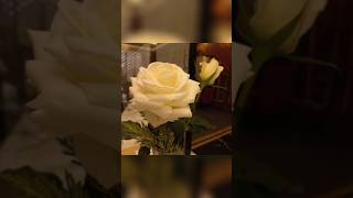 White roses rose roselover turkey garden [upl. by Nnyllatsyrc]