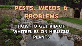 How to Get Rid of Whiteflies on Hibiscus Plants [upl. by Lachus]