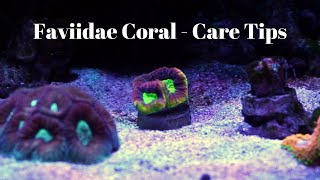 Favites Coral Care Tips [upl. by Tcideneb]