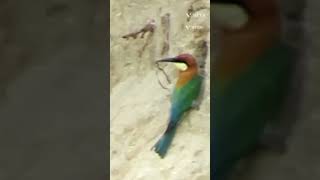 Nesting of Chestnut headed beeeaters [upl. by Loggia]