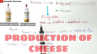 Production of cheese by fermentation  Preperation of cheese  Bio science [upl. by Aileno864]