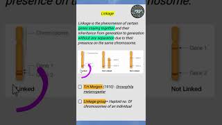 linkage linked genes Unlinked Genes linkage group biologyclass12 2025boardexam [upl. by Helaina]