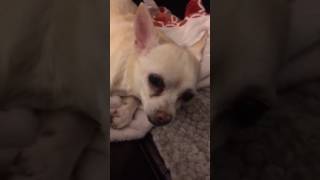 Chihuahua has congestive heart failure [upl. by Tsyhtema163]