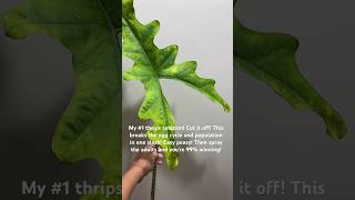 Thrips ruining your week thedevil pest thrips alocasia plantmaintenance [upl. by Athallia895]