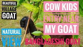 Bangladeshi Goat Farming in Open Field [upl. by Llirrehs]