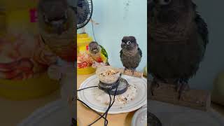 തലമേൽ l Mittu amp Kallu My companion l How to Train Parrots or Pet Birds parrottraining [upl. by Horsey]