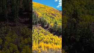 Leaf Peeping Season in Aspen Snowmass shorts [upl. by Keever356]