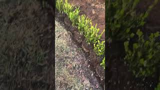 How to properly plant Boxwood shrubs Metairie and New Orleans LA by Clean Cut Landscape Co [upl. by Angelica]