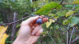 Persimmon THICKET [upl. by Magnus]