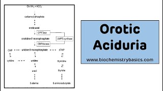 Orotic Aciduria  Pyrimidine Metabolism Disorders [upl. by Egedan]