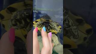 Le TARTARUGHE dimostrano AFFETTO 🤔🐢😍 pets animals tartaruga turtles [upl. by Ardnassac]