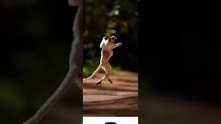 👋❤️monkeys jumping and playing👋🙃❤️brachiatinganimals natures short video animals [upl. by Akemit]