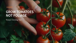 Maximize Your Tomato Yield Grow Fruit Not Leaves [upl. by Shirah]