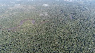 Ivorybilled Woodpecker Proof of Persistence in Florida [upl. by Tenom]