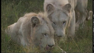 The Lion Queen of Timbavati  National Geographic documentary trailer [upl. by Thomajan311]