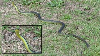 Green tree snake out for a stroll [upl. by Ellenar414]