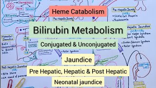 Heme Catabolism  Bilirubin Metabolism  Jaundice [upl. by Packer]