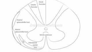 Spinal Cord Ascending Tracts  Draw it to Know it Neuroanatomy [upl. by Ayekel969]