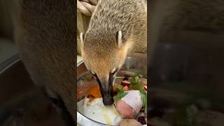 Feeding Coatimundi’s dinner [upl. by Ynobe406]