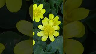 Lesser celandine Ficaria verna shorts flowers garden [upl. by Bricker]