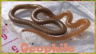 Geophilidae sp    Geophilidae  Geophile millepattes  042017 [upl. by Bartram]