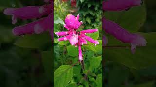 Salvia involucrata Bethellii lotus bud [upl. by Edette]