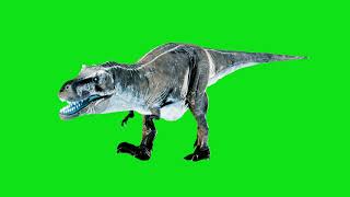 TRex Tyrannosaurus Rex  Green Screen Free [upl. by Cordalia]