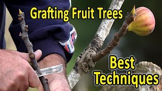 Grafting Fruit Trees  The 2 Best Techniques for Grafting Figs and other fruit trees [upl. by Irpak]