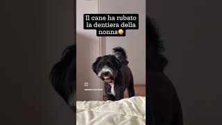 Il cane ha rubato la dentiera della nonna [upl. by Rolfe]