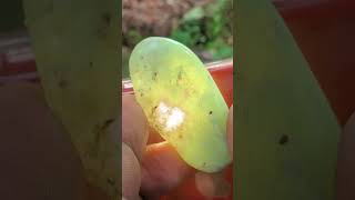 Green Fluorite experiment srilankagems gemstone ceylongems preciousstone naturalgems gem [upl. by Temple]