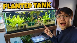 Setting Up CRYPTOCORYNE JUNGLE PLANTED AQUARIUM [upl. by Adelaida]