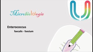 Urgences  MicrobioLOLogie  Enterococcus faecalis faecium 🦠🧫 [upl. by Neiluj]