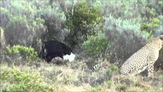 Cheetahs hunting an ostrich [upl. by Arded]