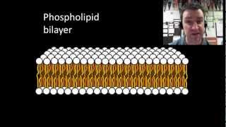 Membranes and selective permeability [upl. by Senaj]