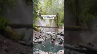 Tree falls next to their hot spring 😳 🎥 Collabashleyyrae [upl. by Atthia]