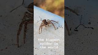 The biggest spider in the world [upl. by Gautea151]