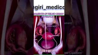 Ligaments of pelvic organ in the female body anatomy physiology science biology 3d mbbs neet [upl. by Esau]