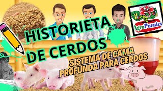 HISTORIETA DE CERDOS Sistema de cama profunda [upl. by Hough]