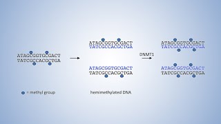 DNALC Short DNA Methyltransferases and DNA Methylation [upl. by Boru411]