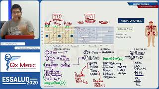 Resumen de Hematologia  Ciencias básicas [upl. by Notreve]